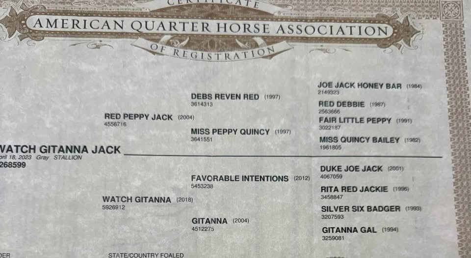 "WATCH GITANNA JACK"
